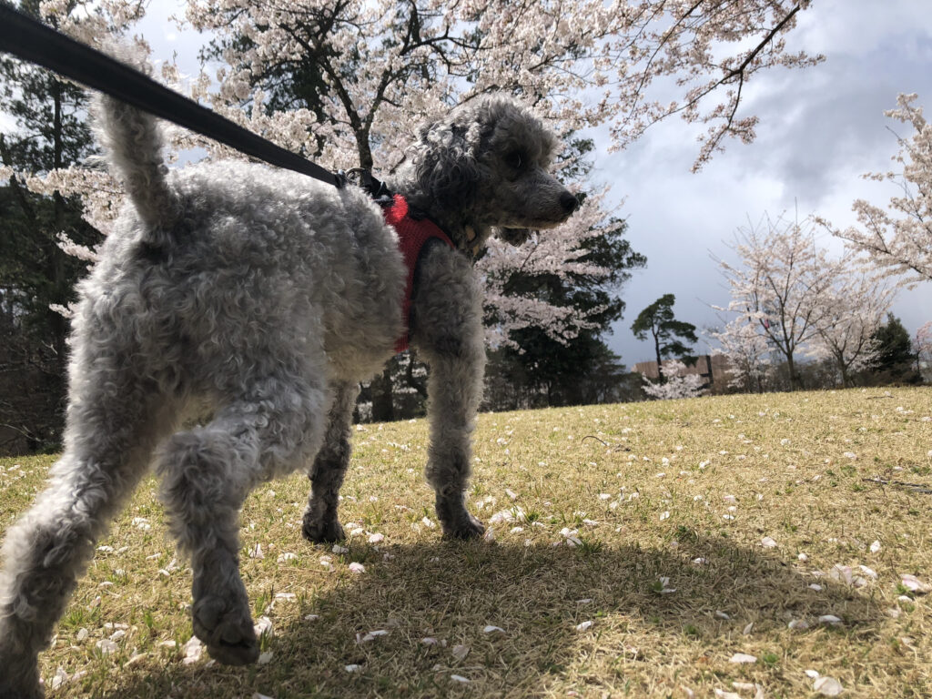 桜を見る犬